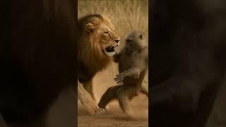 Lion vs Baboon: Fight Survival!
