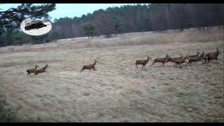 Wild boar driven hunting fever in january best moments compilation