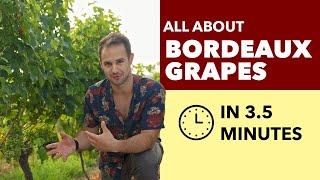 Bordeaux Grapes - All About Bordeaux Blends + Whites from Bordeaux, France