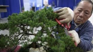 Nashville Lawn & Garden Show blooms for the weekend