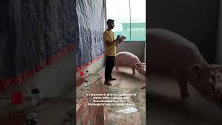 #indianpigfarming #pigfarm #meerut #meerutpigfarm #pigfarmingindia #piggery #piglet #pig