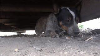 Rescued an unhealthy dog and the muddy wild dog, wandering around for food in the harbor