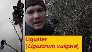 Kleines Waldlexikon (10) - Liguster (Ligustrum vulgare)