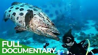 The Underwater Wonderland of Australia | Free Documentary Nature