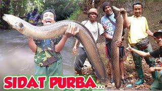 VIRAL... ‼️KUMPULAN STRIKE SIDAT RAKSASA, SIDAT PURBA YANG PERNAH TEREKAM CAMERA | BIG EEL