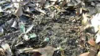 GA dirtfishin Episode 9 - Metal Detecting a Farm in NW GA