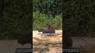 Jaguars Hunting Capybaras: Predatory Behavior in the Amazon Rainforest
