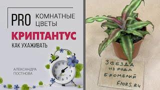 Криптантусы - звезда среди бромелиевых. Неприхотливое комнатное растение.