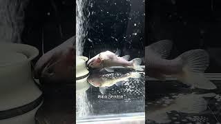 大嘴鲸小阿强成功逆袭，今天有被大嘴鲸小阿强的成功逆袭感动到 #养鱼日记