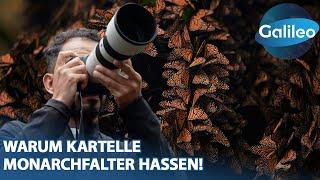 Zwischen Naturspektakel & kriminellen Kartellen: Der Monarchfalter-Fotograf