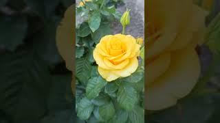 my beautiful rose Kerio# моя улюблена троянда Керіо