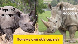 Белый или черный? Почему так назвали серых носорогов?! Наталья Носова