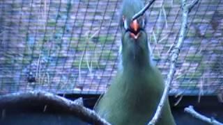 white cheeked turaco singing