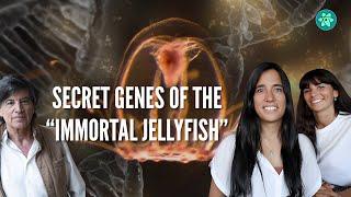 The secret genes of the “immortal jellyfish” have been found