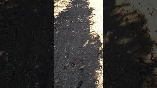 Field Walking Freaks : Field walking find of the day... what is it? (2023)