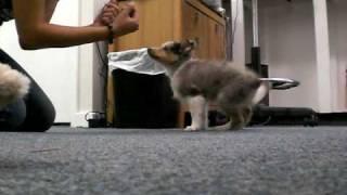 Blue Merle Sheltie