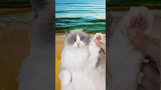  Puff’s ASMR Journey! Feel the tingle with every purr and paw tap. #ASMRPuff #thatlittlepuff