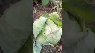 preparing cabbage for supper #vegetable #farmingisfun