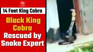 14 Feet Long King Cobra Rescued in Karnataka | Black King Cobra Viral Video | ETV Bharat Virals