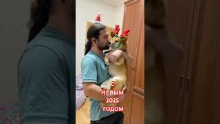 2025 год НАСТУПИЛ️#shorts #новыйгод #праздник #dog #newyear #2025