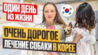 День из жизни в Корее/лечим собаку/корейский фикс прайс/KOREA VLOG