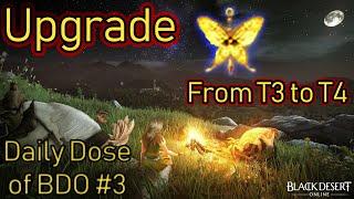 T3 to T4 Fairy Upgrade | Daily Dose of BDO #3