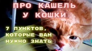 Про кашель у кошки. 7 пунктов, которые нужно знать.