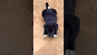 Cute Puppy Barking | Dog Sound #shorts #youtubeshorts #dog #dogvoice #cute