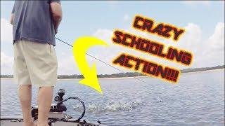 Summer Bass Fishing: Crazy Schooling Action!!!