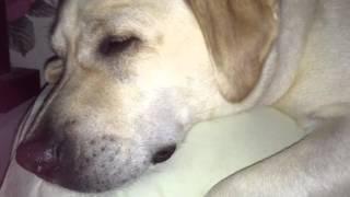 Where Kona Star My Yellow Lab sleeps
