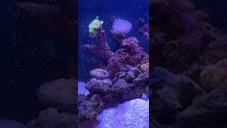 This biocube is a perfect beginner tank,started with 2 corals and have 20+ now #coral #biocube #reef