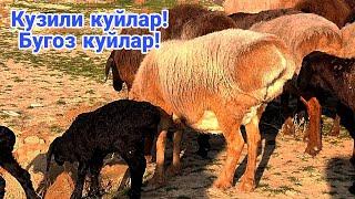 Кузили куйлар! Бугоз куйлар! 770031395️