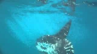 Meeting a mola mola (sunfish)