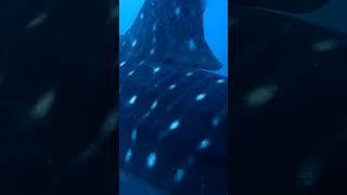 Experiencing a whale shark sighting surrounded by vibrant marine life can indeed be mind-blowing.