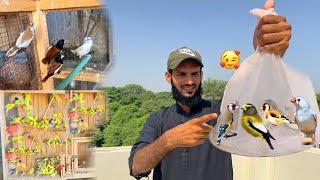 Mini Zoo Mein New Birds A gaiy  | pets Vlog | Ahma Daily Vlogs