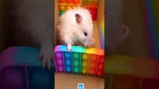 DIY New Pop it Hamster Maze #Shorts