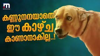 കണ്ണു നനയാതെ ഈ കാഴ്ച കാണാനാകില്ല! ടൈ​ഗറും മാത്യുചേട്ടനും തമ്മിലുള്ള ആത്മബന്ധത്തിന്റെ നേർ ചിത്രം