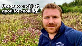 Marjoram - A Culinary Delight OR Insect Magnet . . . ?