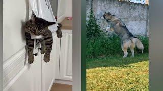 Funniest Animals 2023 / Funny Dogs and Cats Videos 19