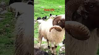 This Himalayan sheep shepherd life  Organic Nepalese life  Primitive rural village.