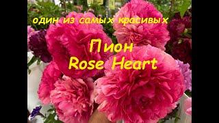 Пион "Роуз Хат", peony "Rose Heart", Санкт Петербург, июнь 2021 г.