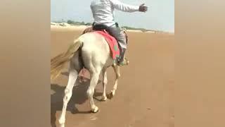 Bapatla Beach on Horse