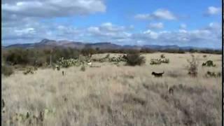 Arizona Quail Hunting - A Day on an Arizona Quail Hunt - Quail Dogs, Hunters, Coveys
