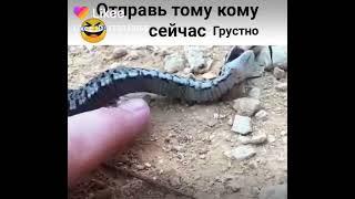 Змея смеётся