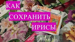 Как Сохранить Ирисы. Как Избавиться от Мошек.