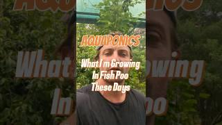 What I'm Growing in my Aquaponics system right now.  #aquaponics #gardeninspiration