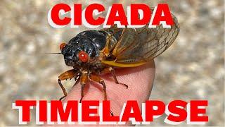 Timelapses of cicadas molting and shedding their exoskeletons!