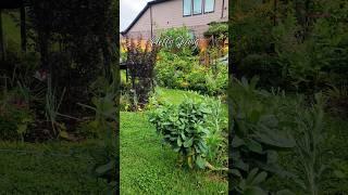 Spring Garden in Houston, TX #garden #gardeningforbeginners #diygarden #houston #spring #sanctuary