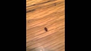 Small bugs (drugstore beetles)