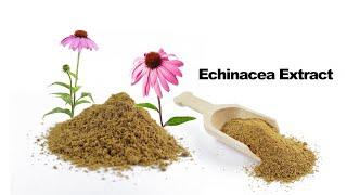 Echinacea Extract  from Hongjiu Biotech